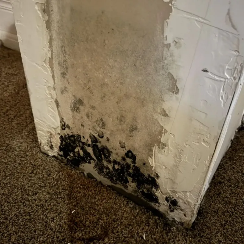 Professional Mold Removal in Westwood, CA